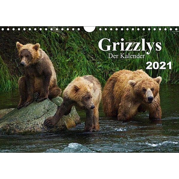 Grizzlys - Der Kalender (Wandkalender 2021 DIN A4 quer), Max Steinwald