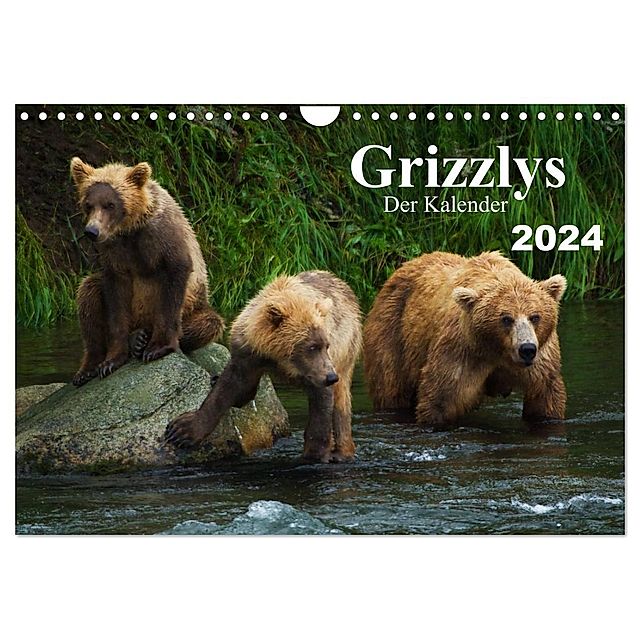 Grizzlys - Der Kalender Wandkalender 2024 DIN A4 quer, CALVENDO  Monatskalender - Kalender bestellen