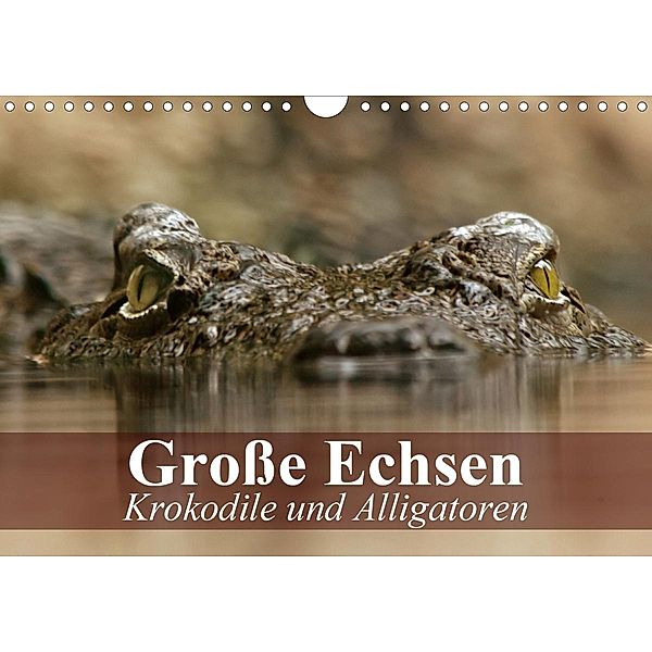 Große Echsen. Krokodile und Alligatoren (Wandkalender 2021 DIN A4 quer), Elisabeth Stanzer