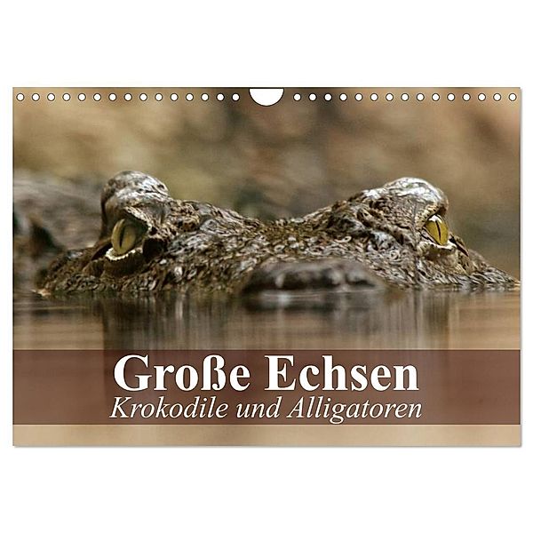 Große Echsen. Krokodile und Alligatoren (Wandkalender 2024 DIN A4 quer), CALVENDO Monatskalender, Elisabeth Stanzer