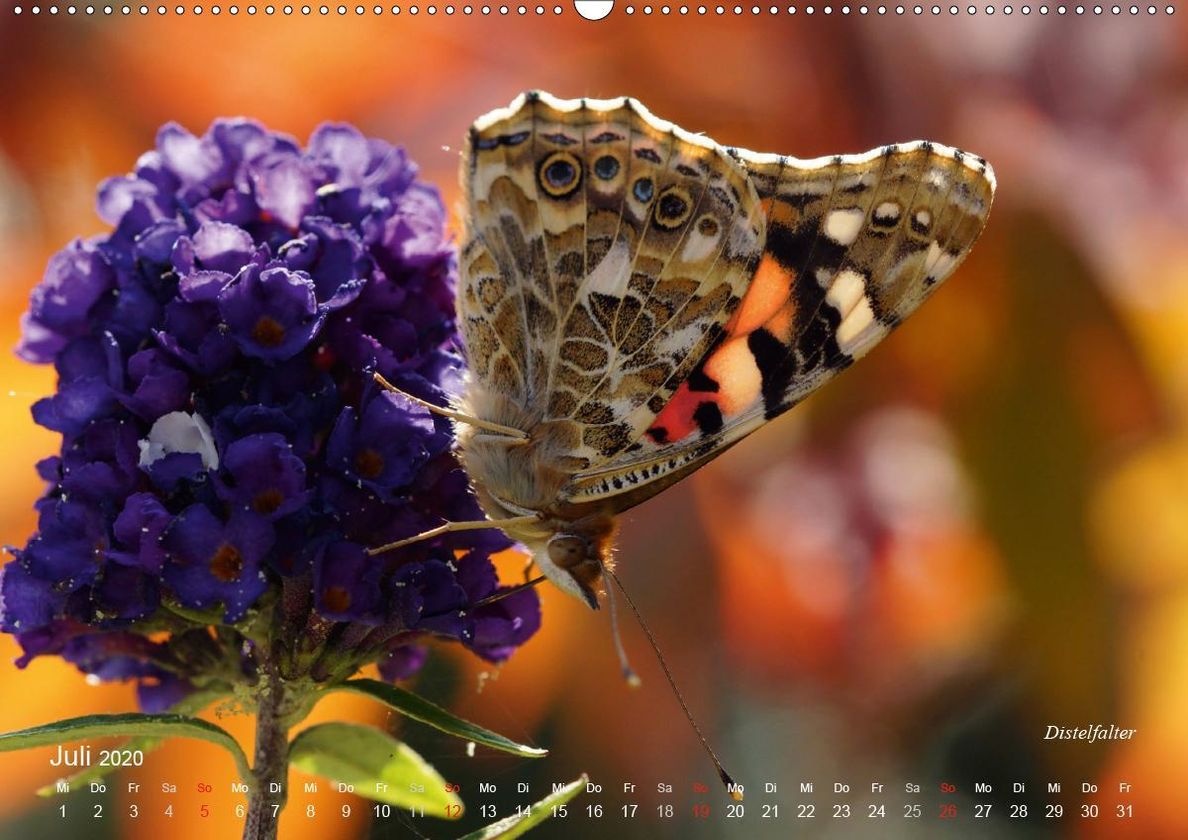 Große und kleine Schmetterlinge Premium-Kalender 2020 DIN A2 quer - Kalender  bestellen
