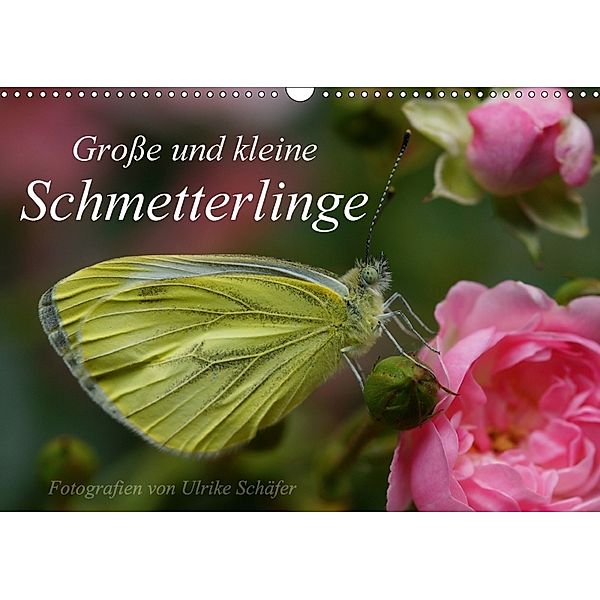 Große und kleine Schmetterlinge (Wandkalender 2018 DIN A3 quer), Ulrike Schäfer