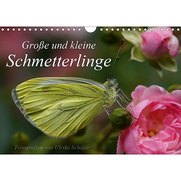 Große und kleine Schmetterlinge (Wandkalender 2020 DIN A4 quer), Ulrike Schäfer