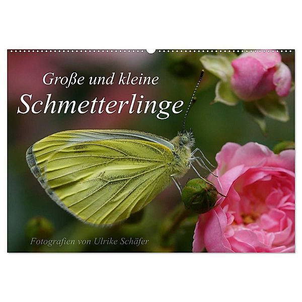 Grosse und kleine Schmetterlinge (Wandkalender 2025 DIN A2 quer), CALVENDO Monatskalender, Calvendo, Ulrike Schäfer