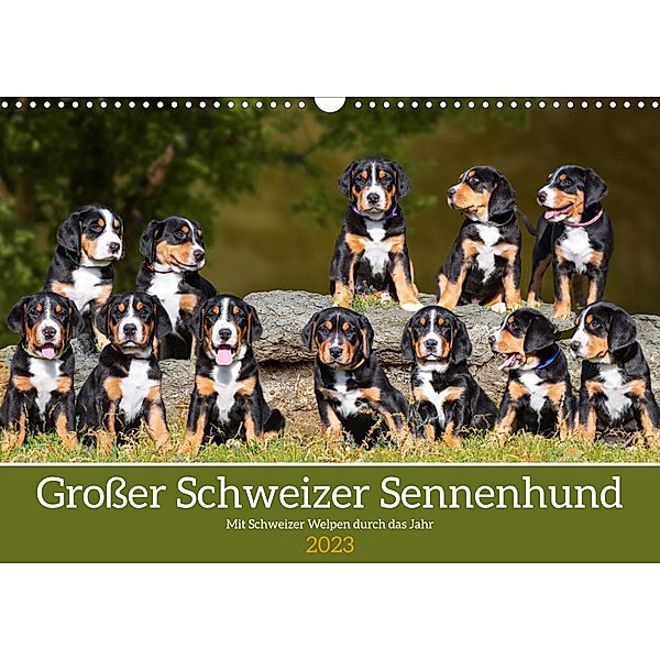 Großer Schweizer Sennenhund - Mit Schweizer Welpen durch das Jahr (Wandkalender 2023 DIN A3 quer), Sigrid Starick