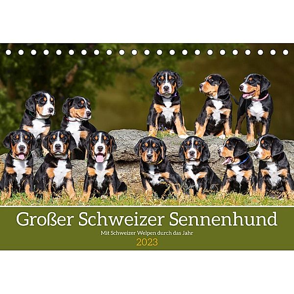 Großer Schweizer Sennenhund - Mit Schweizer Welpen durch das Jahr (Tischkalender 2023 DIN A5 quer), Sigrid Starick