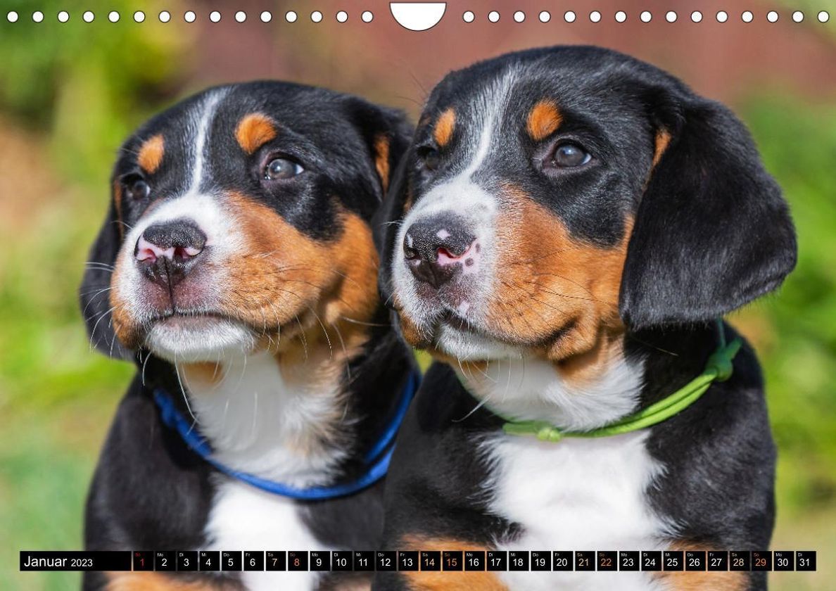 Großer Schweizer Sennenhund - Mit Schweizer Welpen durch das Jahr  Wandkalender 2023 DIN A4 quer online kaufen - Orbisana
