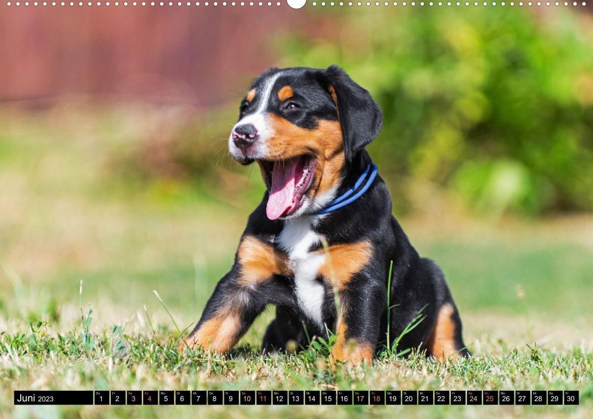 Großer Schweizer Sennenhund - Mit Schweizer Welpen durch das Jahr Premium,  hochwertiger DIN A2 Wandkalender 2023, Kunst - Kalender bestellen