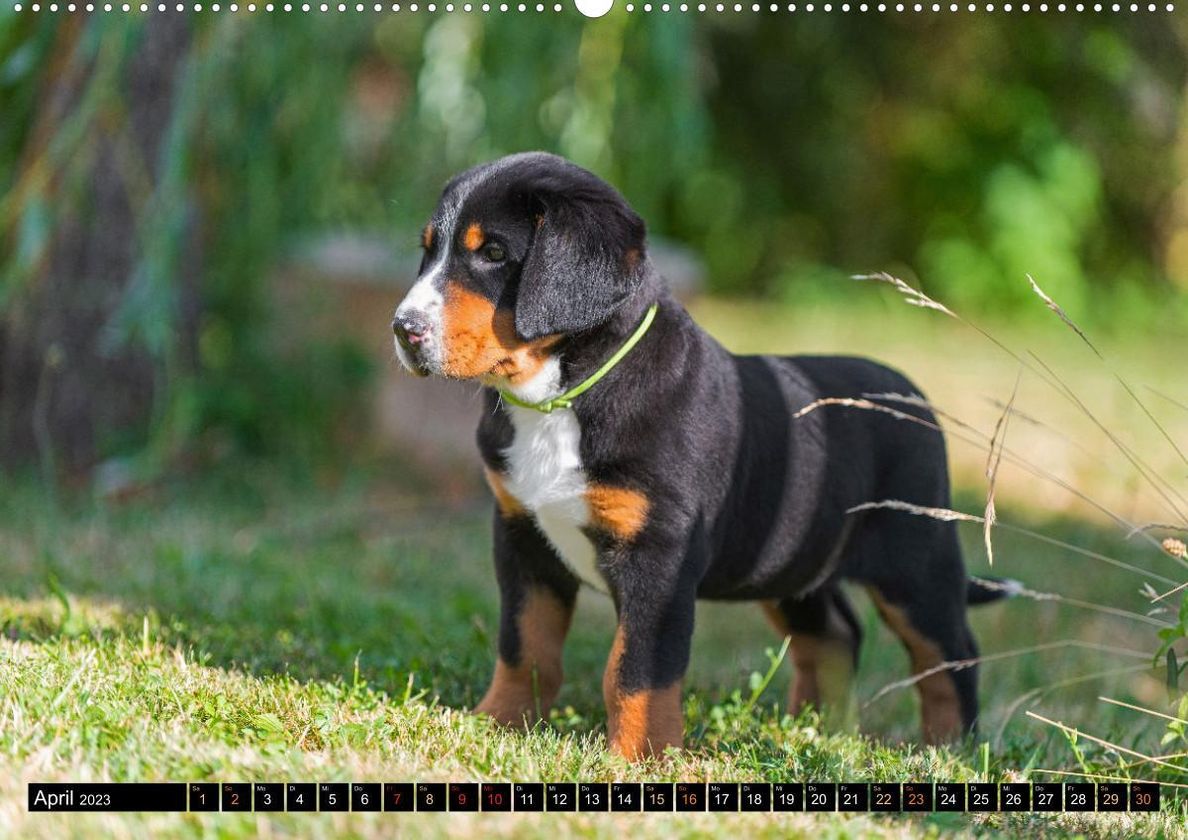 Großer Schweizer Sennenhund - Mit Schweizer Welpen durch das Jahr Premium,  hochwertiger DIN A2 Wandkalender 2023, Kunst online kaufen - Orbisana