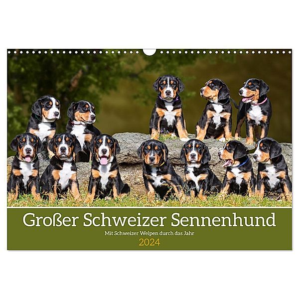 Großer Schweizer Sennenhund - Mit Schweizer Welpen durch das Jahr (Wandkalender 2024 DIN A3 quer), CALVENDO Monatskalender, Sigrid Starick