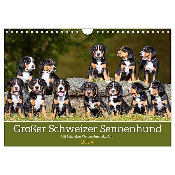 Grosser Schweizer Sennenhund - Mit Schweizer Welpen durch das Jahr (Wandkalender 2024 DIN A4 quer), CALVENDO Monatskalender, Sigrid Starick