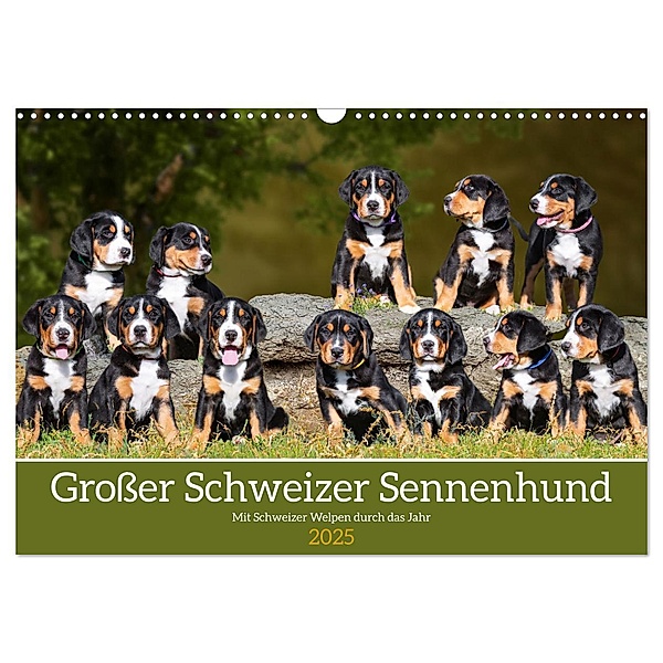 Grosser Schweizer Sennenhund - Mit Schweizer Welpen durch das Jahr (Wandkalender 2025 DIN A3 quer), CALVENDO Monatskalender, Calvendo, Sigrid Starick