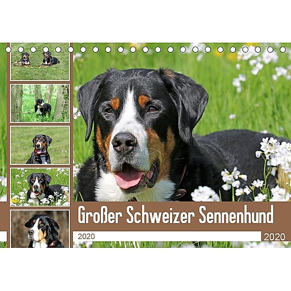 Großer Schweizer Sennenhund (Tischkalender 2020 DIN A5 quer)