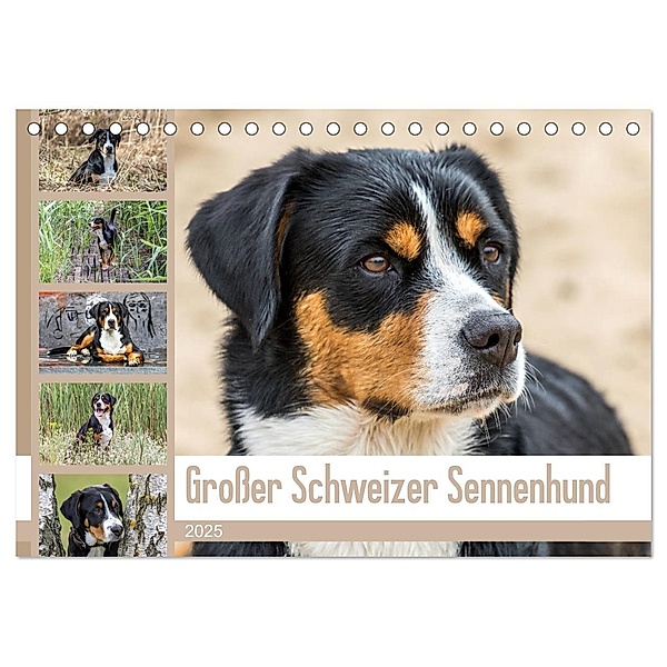 Großer Schweizer Sennenhund (Tischkalender 2025 DIN A5 quer), CALVENDO Monatskalender, Calvendo, Schnellewelten