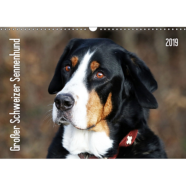 Großer Schweizer Sennenhund (Wandkalender 2019 DIN A3 quer), SchnelleWelten
