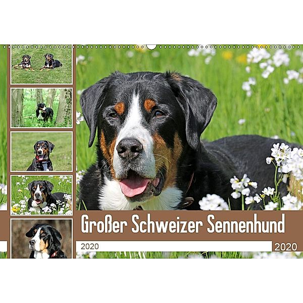 Großer Schweizer Sennenhund (Wandkalender 2020 DIN A2 quer)