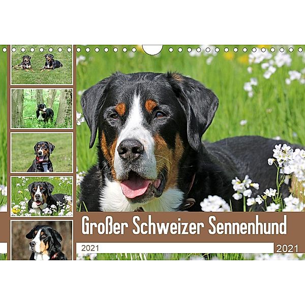 Großer Schweizer Sennenhund (Wandkalender 2021 DIN A4 quer), Schnellewelten