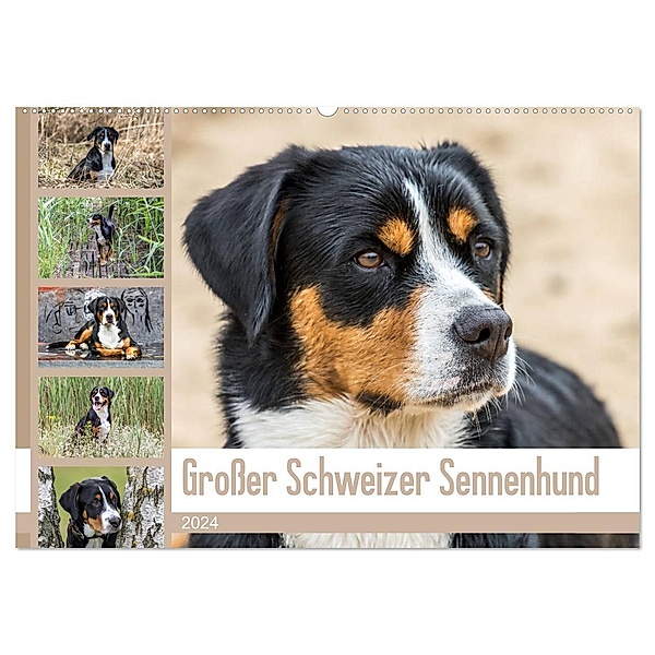 Großer Schweizer Sennenhund (Wandkalender 2024 DIN A2 quer), CALVENDO Monatskalender, Schnellewelten