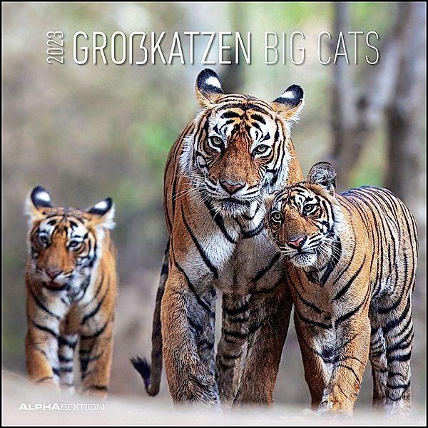 Großkatzen 2023 - Broschürenkalender 30x30 cm (30x60 geöffnet) - Kalender mit Platz für Notizen - Big Cats - Bildkalende