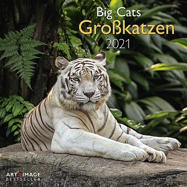 Großkatzen / Big Cats2021