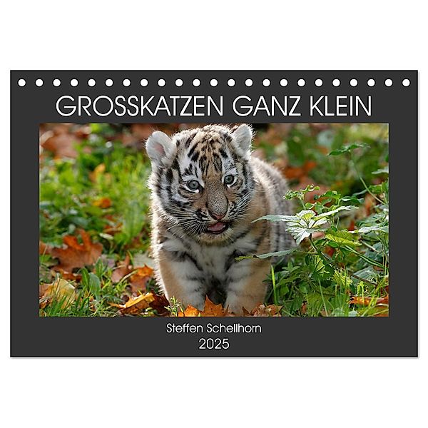 GROSSKATZEN GANZ KLEIN (Tischkalender 2025 DIN A5 quer), CALVENDO Monatskalender, Calvendo, Steffen Schellhorn