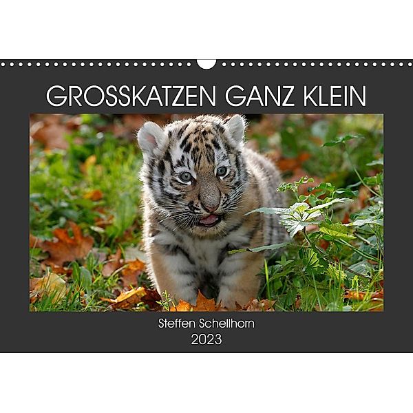 GROSSKATZEN GANZ KLEIN (Wandkalender 2023 DIN A3 quer), Steffen Schellhorn