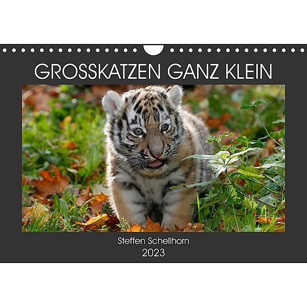 GROSSKATZEN GANZ KLEIN (Wandkalender 2023 DIN A4 quer), Steffen Schellhorn