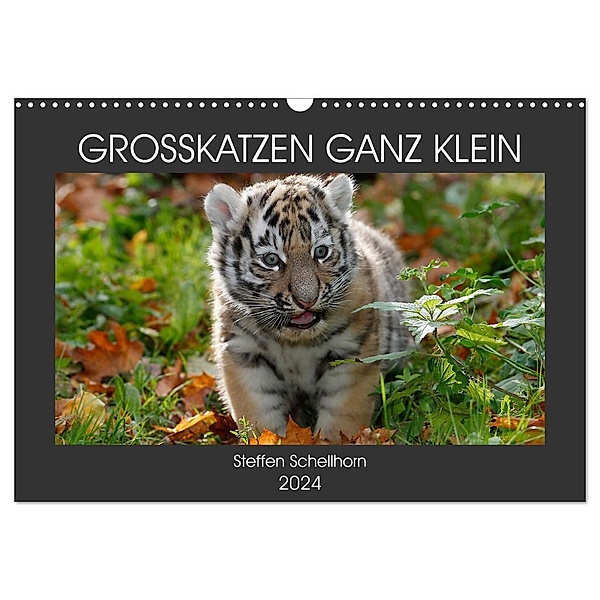 GROSSKATZEN GANZ KLEIN (Wandkalender 2024 DIN A3 quer), CALVENDO Monatskalender, Steffen Schellhorn