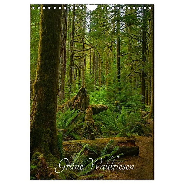 Grüne Waldriesen / 2024 (Wandkalender 2024 DIN A4 hoch), CALVENDO Monatskalender, Angelika Metzke