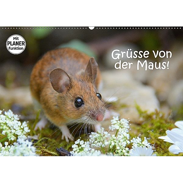 Grüsse von der Maus! (Wandkalender 2018 DIN A2 quer), GUGIGEI