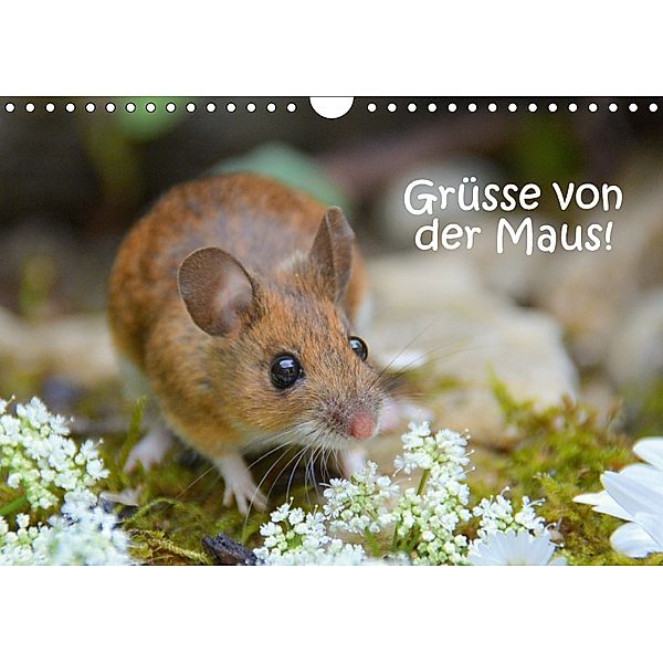 Grüsse von der Maus! (Wandkalender 2018 DIN A4 quer) Dieser erfolgreiche Kalender wurde dieses Jahr mit gleichen Bildern, GUGIGEI