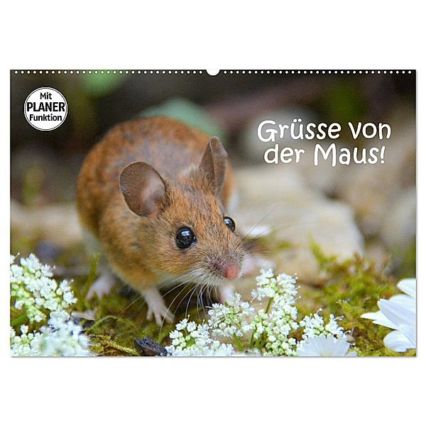 Grüsse von der Maus! (Wandkalender 2024 DIN A2 quer), CALVENDO Monatskalender, Gugigei