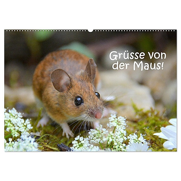 Grüsse von der Maus! (Wandkalender 2024 DIN A2 quer), CALVENDO Monatskalender, Gugigei