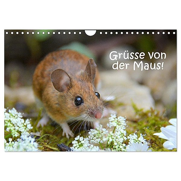 Grüsse von der Maus! (Wandkalender 2024 DIN A4 quer), CALVENDO Monatskalender, Gugigei