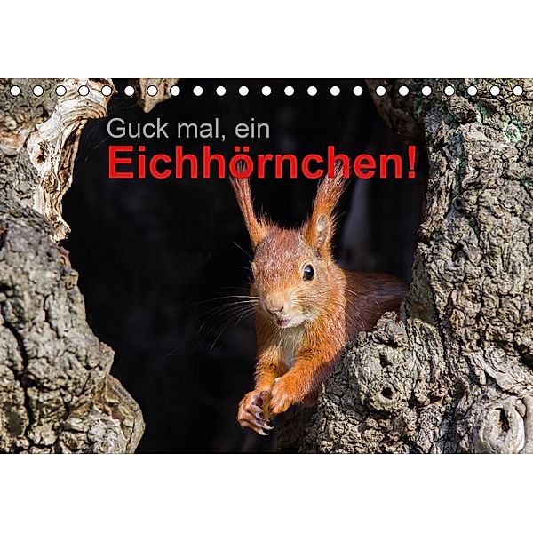 Guck mal, ein Eichhörnchen! (Tischkalender 2018 DIN A5 quer), Margret Brackhan
