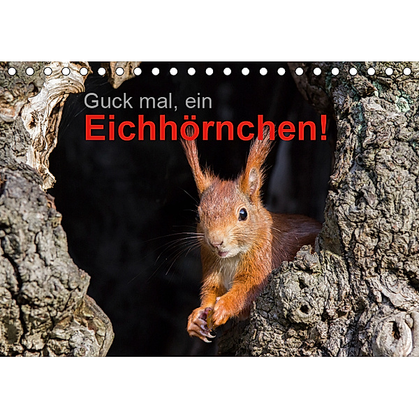 Guck mal, ein Eichhörnchen! (Tischkalender 2019 DIN A5 quer), Margret Brackhan