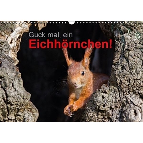 Guck mal, ein Eichhörnchen! (Wandkalender 2016 DIN A3 quer), Margret Brackhan