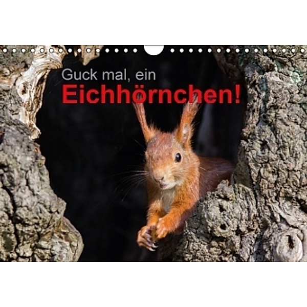 Guck mal, ein Eichhörnchen! (Wandkalender 2016 DIN A4 quer), Margret Brackhan