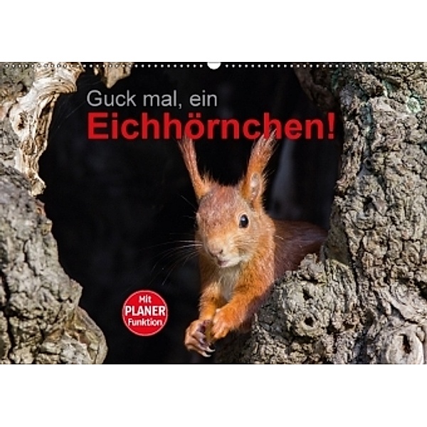 Guck mal, ein Eichhörnchen! (Wandkalender 2017 DIN A2 quer), Margret Brackhan
