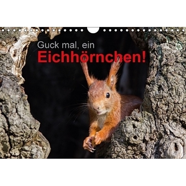 Guck mal, ein Eichhörnchen! (Wandkalender 2017 DIN A4 quer), Margret Brackhan