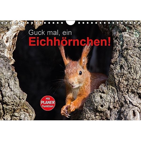 Guck mal, ein Eichhörnchen! (Wandkalender 2017 DIN A4 quer), Margret Brackhan