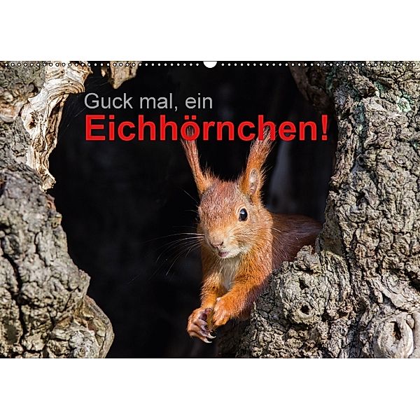 Guck mal, ein Eichhörnchen! (Wandkalender 2018 DIN A2 quer), Margret Brackhan