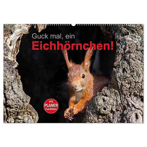 Guck mal, ein Eichhörnchen! (Wandkalender 2024 DIN A2 quer), CALVENDO Monatskalender, Margret Brackhan