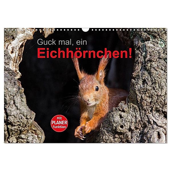 Guck mal, ein Eichhörnchen! (Wandkalender 2024 DIN A3 quer), CALVENDO Monatskalender, Margret Brackhan