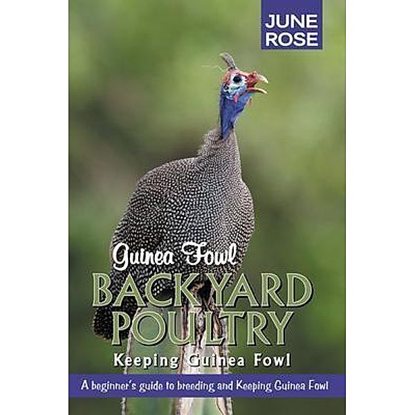 Guinea Fowl, Backyard Poultry / Gohas, June Rose