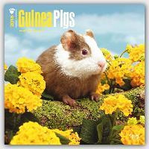 Guinea Pigs 2016