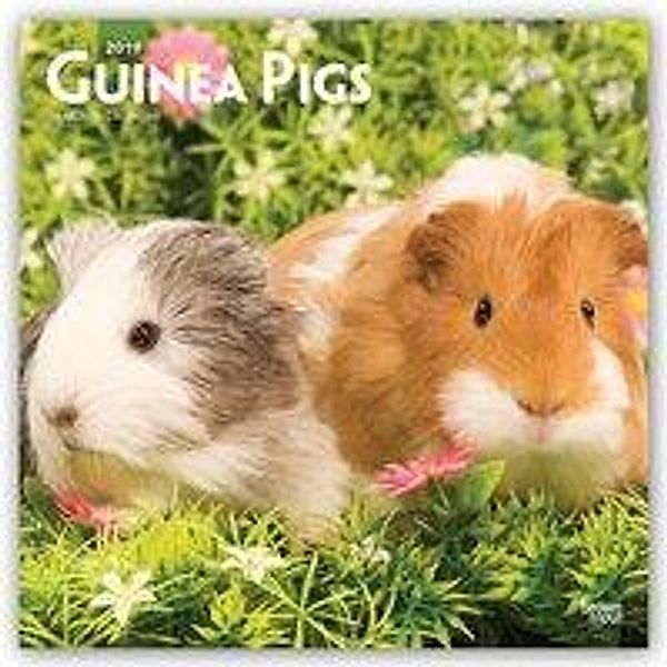 Guinea Pigs 2019 Square Wall Calendar