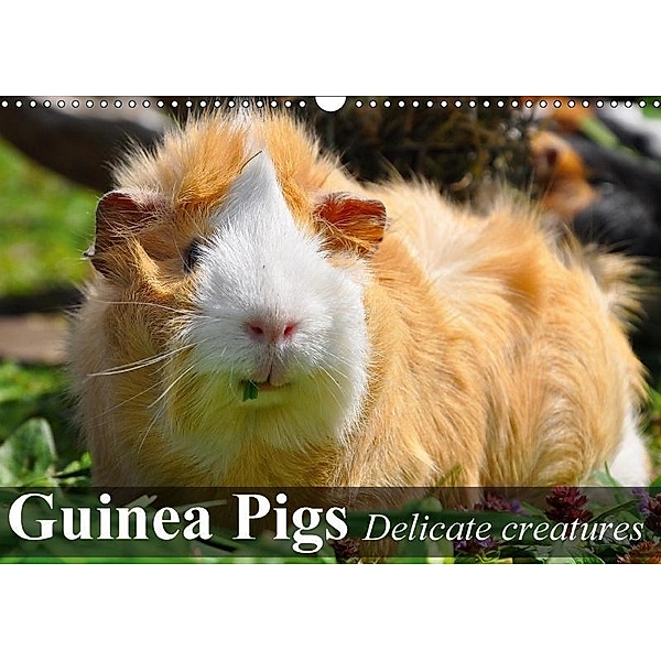 Guinea Pigs Delicate creatures (Wall Calendar 2017 DIN A3 Landscape), Elisabeth Stanzer