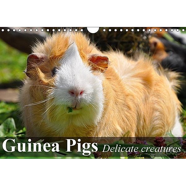 Guinea Pigs Delicate creatures (Wall Calendar 2017 DIN A4 Landscape), Elisabeth Stanzer