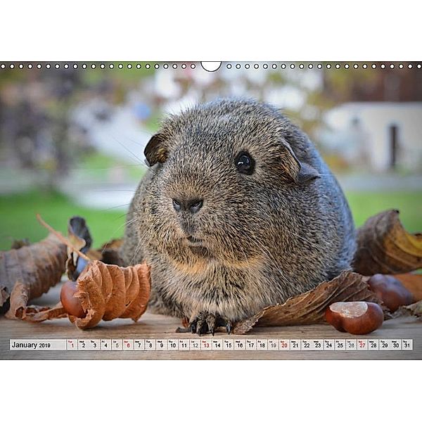 Guinea Pigs Delicate creatures (Wall Calendar 2019 DIN A3 Landscape), Elisabeth Stanzer